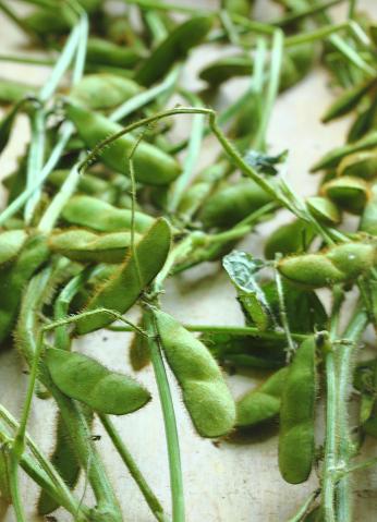 Green soybeans in the pod and on the branch. Also known as edamame, green soybeans are picked fairly young before they turn starchy. 