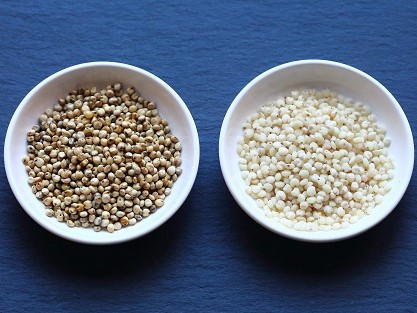 White sorghum grains
